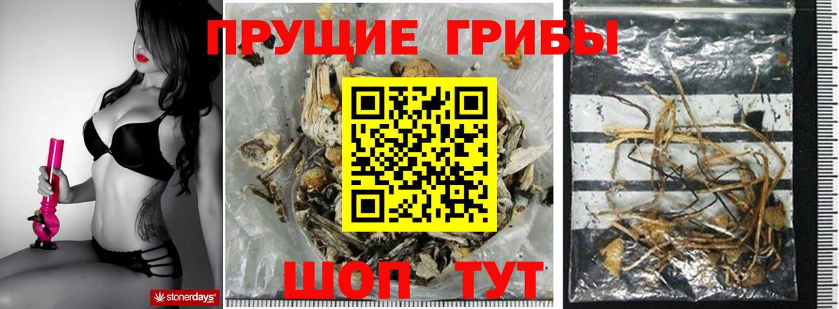 Ишимбай  Галлюциногенные грибы Psilocybe  Вход с VPN 